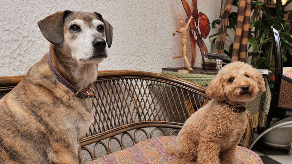 Seagull - Dog Owners' Retreat (Dogs Required)