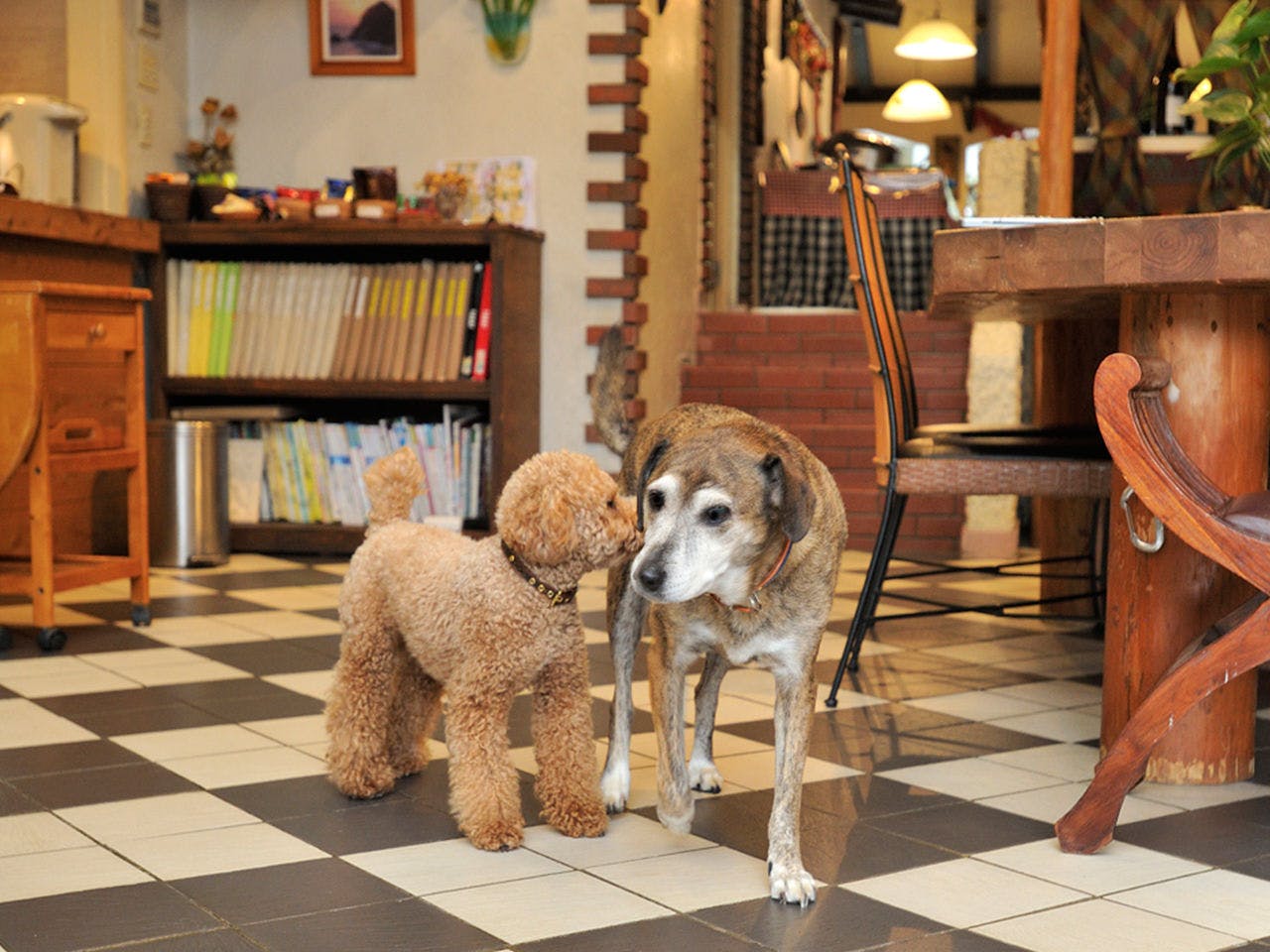 ที่พักที่สามารถเข้าพักพร้อมสุนัขได้