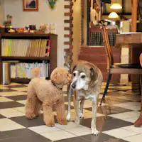 ที่พักที่สามารถเข้าพักพร้อมสุนัขได้