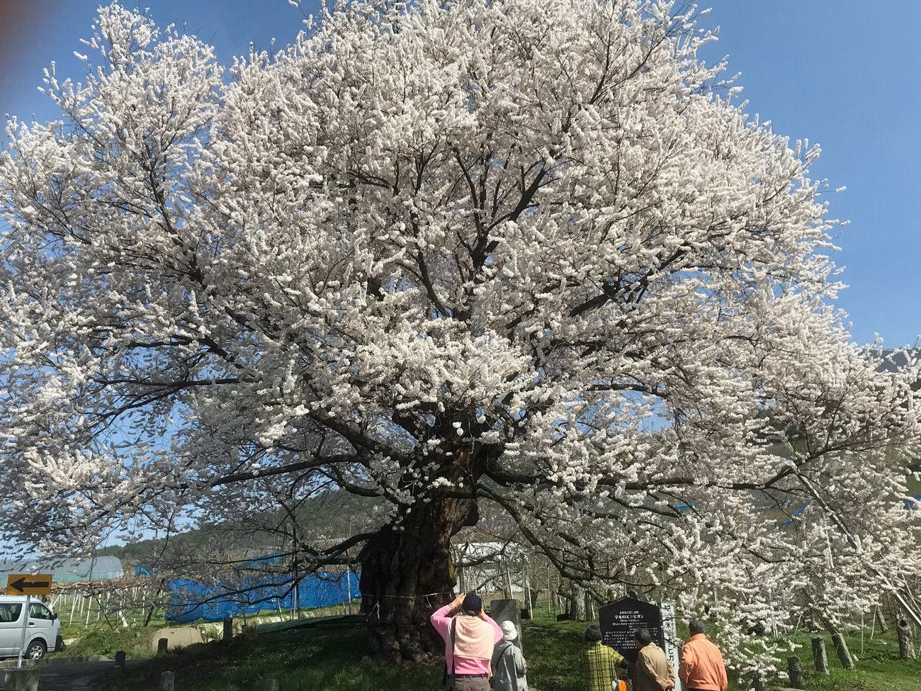 町内 樹齢850年の「宇木の千歳桜」
