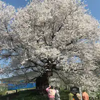 町内 樹齢850年の「宇木の千歳桜」