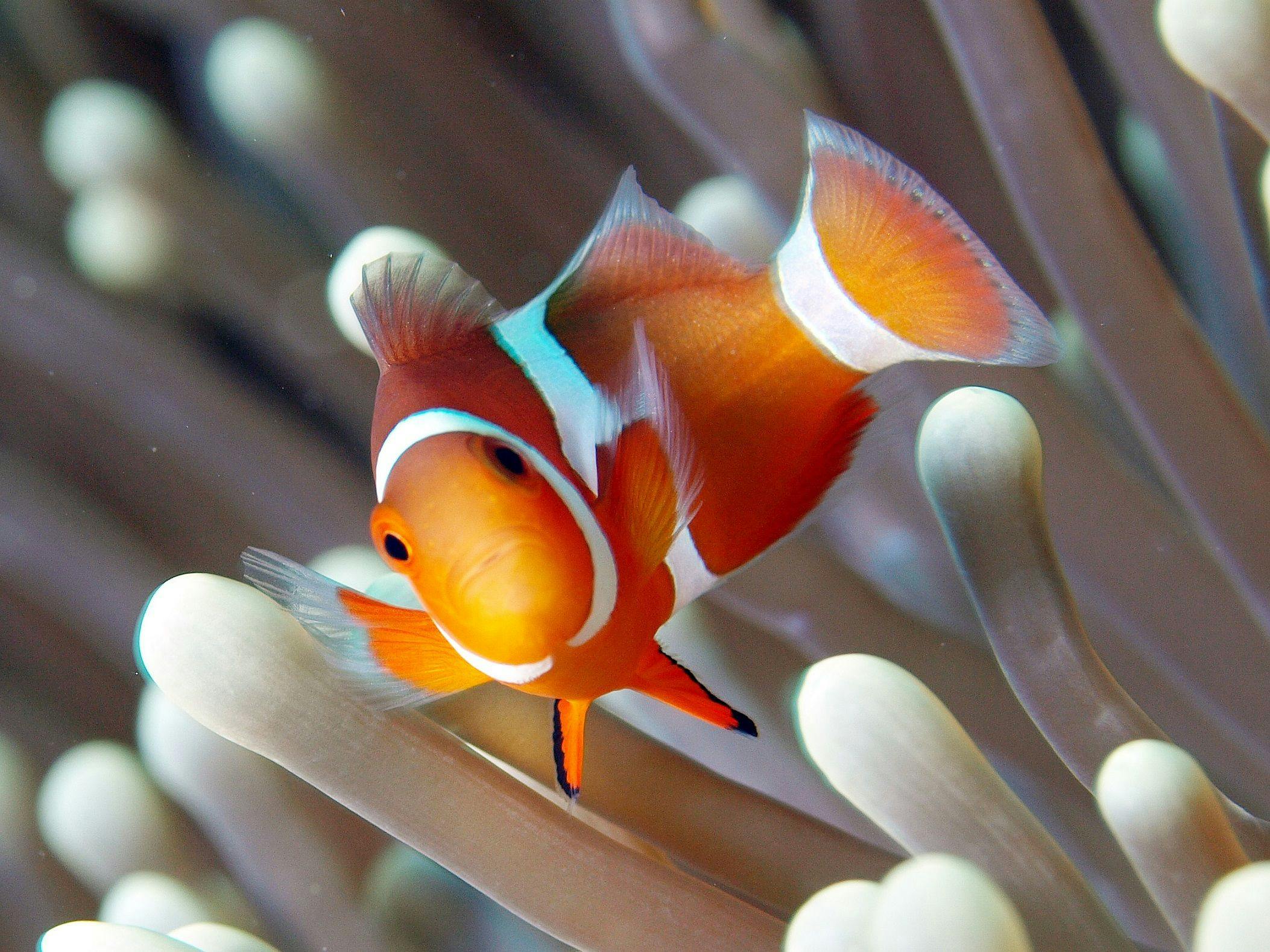 Seven Colors Ishigaki Island