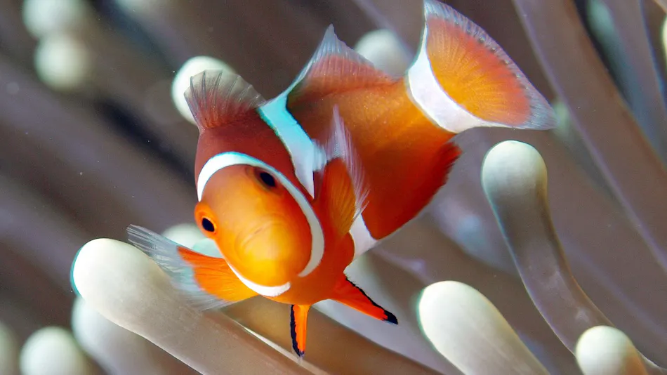 Seven Colors Ishigaki Island