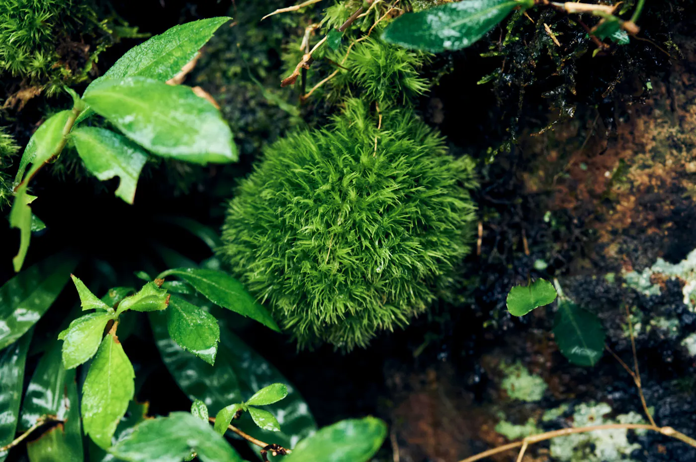 湯の鶴迎賓館 鶴の屋：苔と緑
