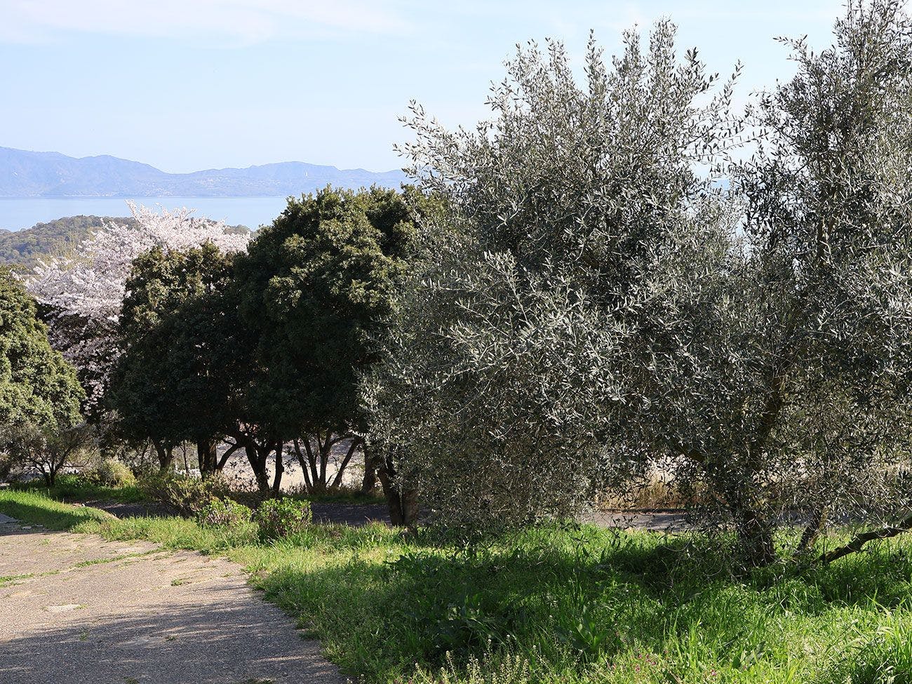 牛窓オリーブ園
