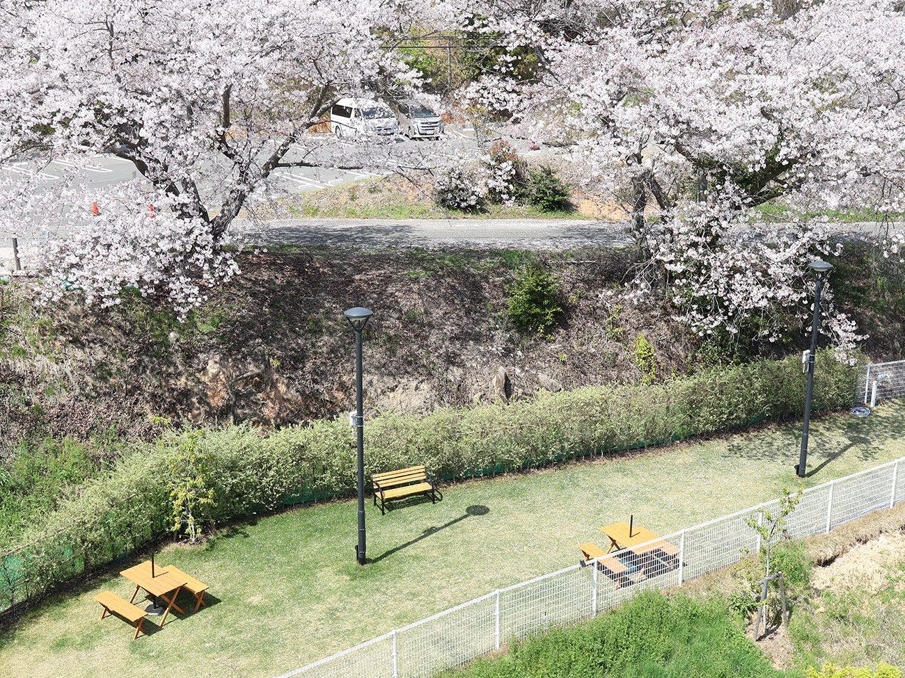 天然芝のドッグラン