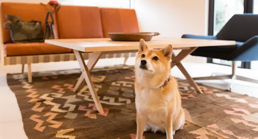 <愛犬と泊まれる>スタンダードプラン~五感で楽しむ葉山~