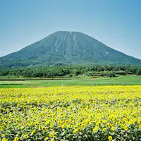 ニセコのシンボル「羊蹄山」とひまわり