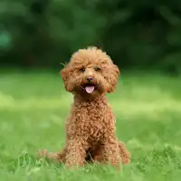 ที่พักอนุญาตให้นำสัตว์เลี้ยงเข้าพักได้ (เฉพาะสุนัขตัวเล็กหนึ่งตัวเท่านั้น)