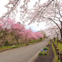 藏王山水苑內的櫻花樹列