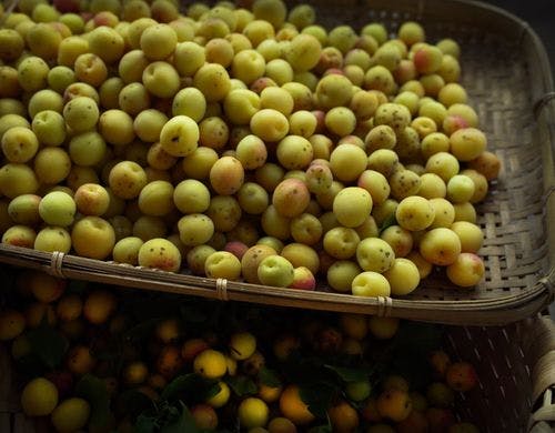 庭で採れた梅。