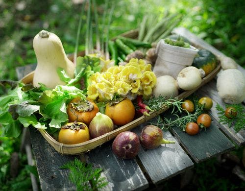 秋の採れたて野菜盛り合わせ。