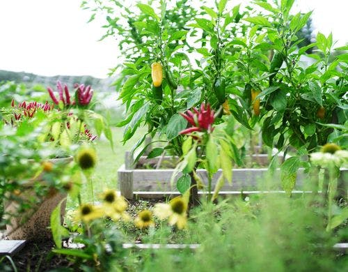 箱庭で夏野菜の収穫体験