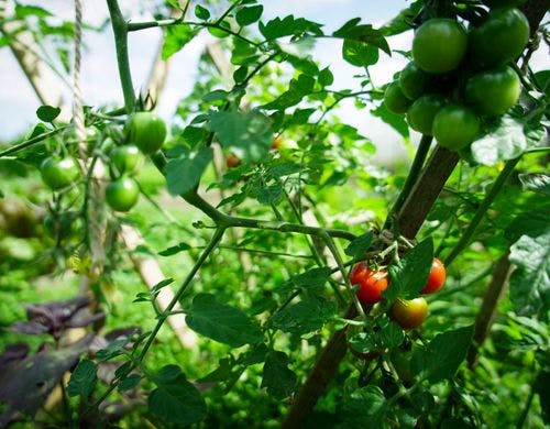 色鮮やかな夏野菜