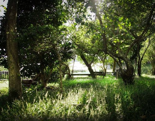 秋色に染まる庭