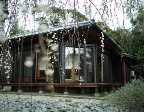 ２月、アプローチに咲いたしだれ梅。