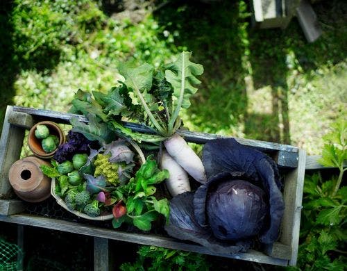 箱庭サラダガーデン