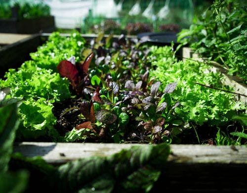 朝摘み野菜でカラフルサラダ。