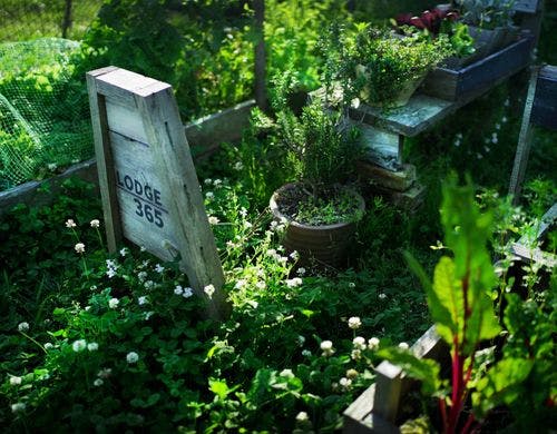 カラフルに色づき始めたサラダガーデン。