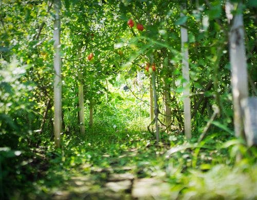 トマトのトンネル