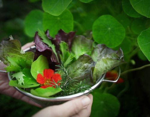 秋冬の箱庭サラダガーデン。