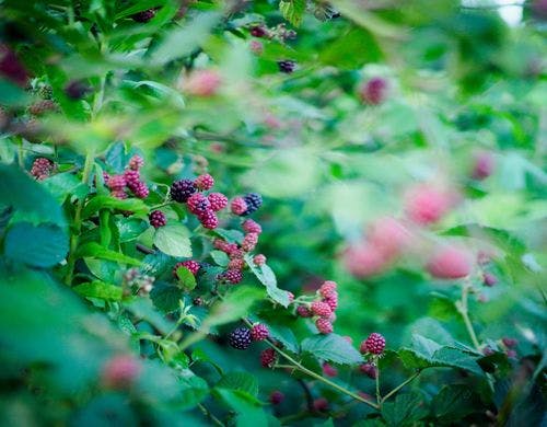 箱庭ガーデンのブラックベリー。