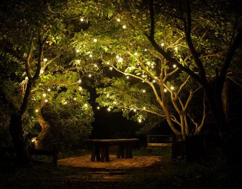 ロッジの小さな森が完成！