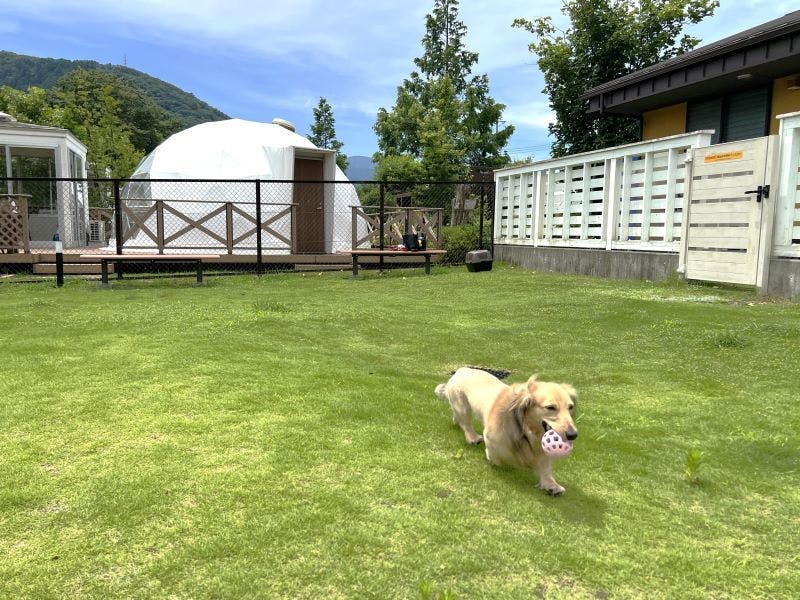 天然芝のドッグラン