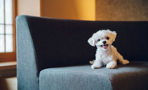 21年最新 近畿 大阪以外 ペットと泊まれる宿ランキング 一休 Com 21年最新 近畿 大阪以外 ペットと泊まれる宿ランキング 一休 Com