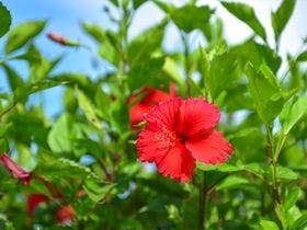 琉球李邸インギャー