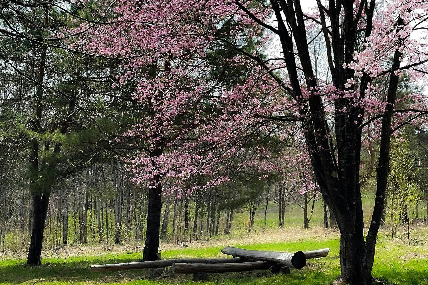 Bersantai secara privat di bawah pohon sakura yang besar