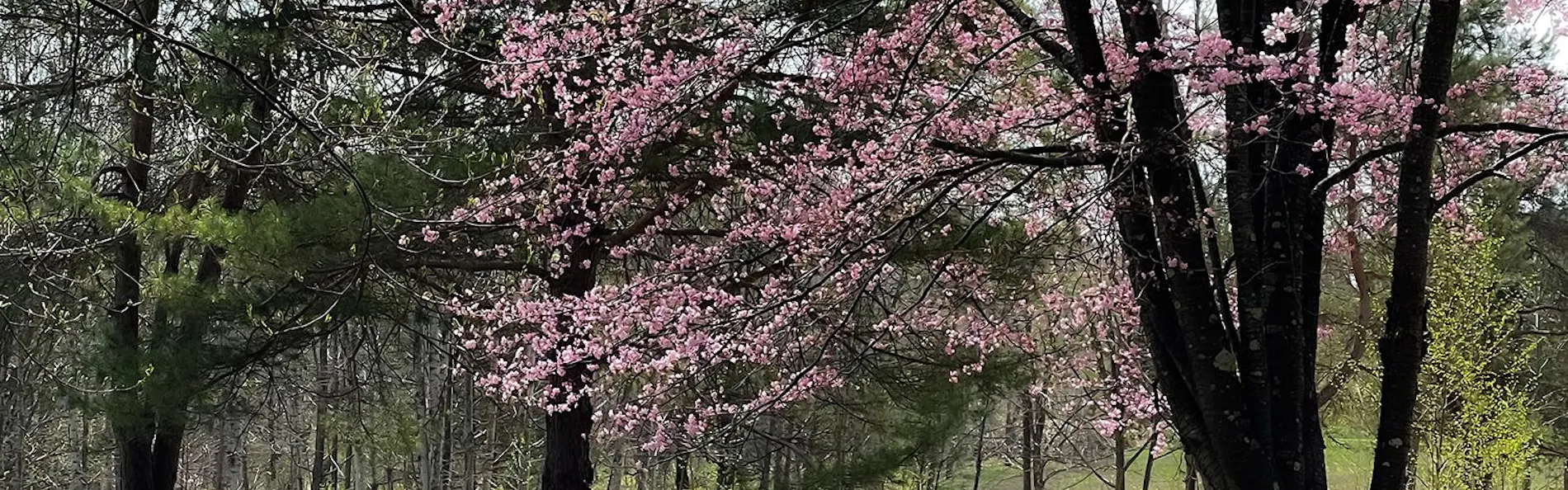 桜岡リトリートロッジ Norheim