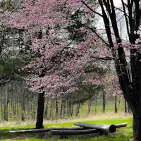 Bersantai secara privat di bawah pohon sakura yang besar