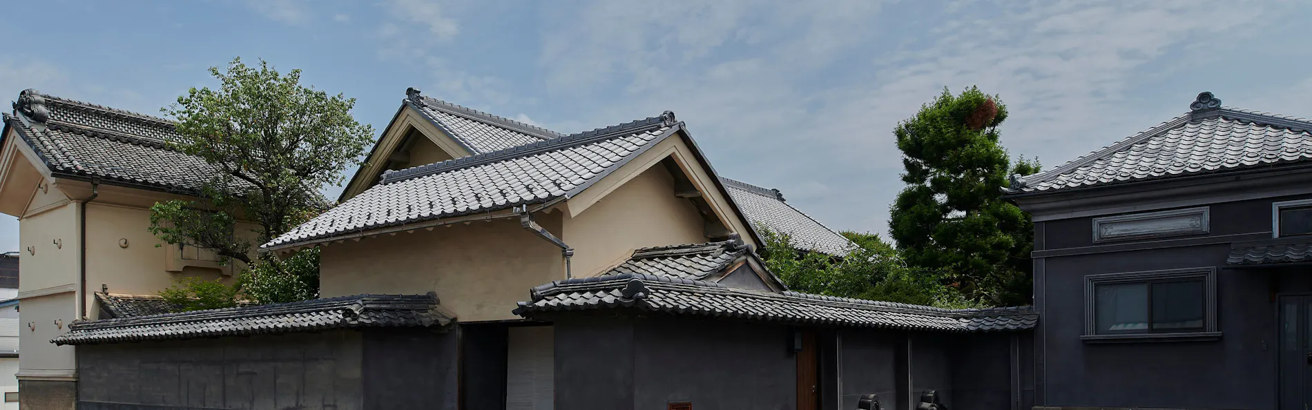 白藤