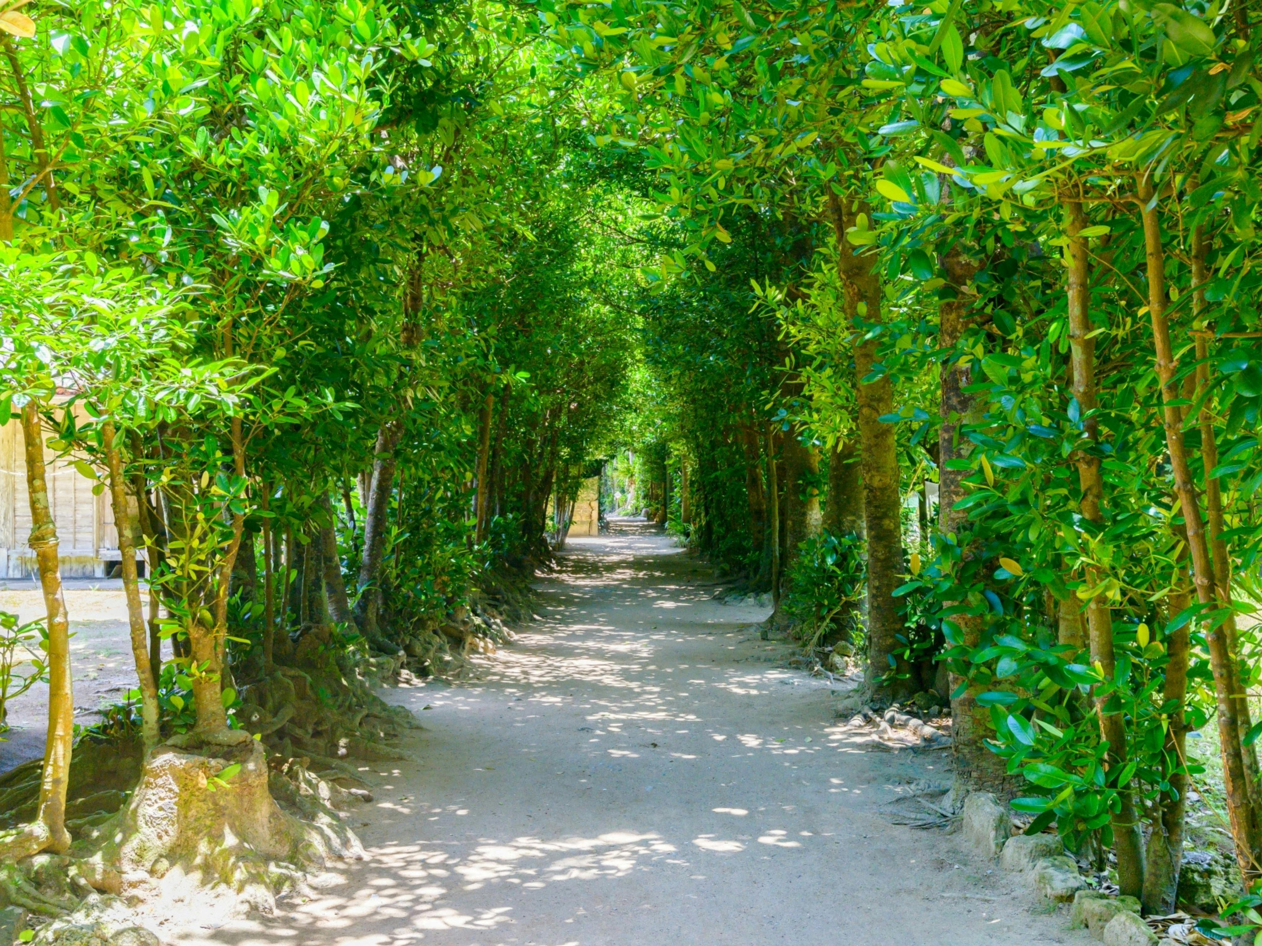 비세의 후쿠기 가로수길