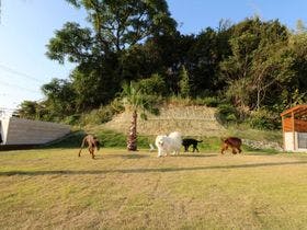 Dog　Villa　Holoholo