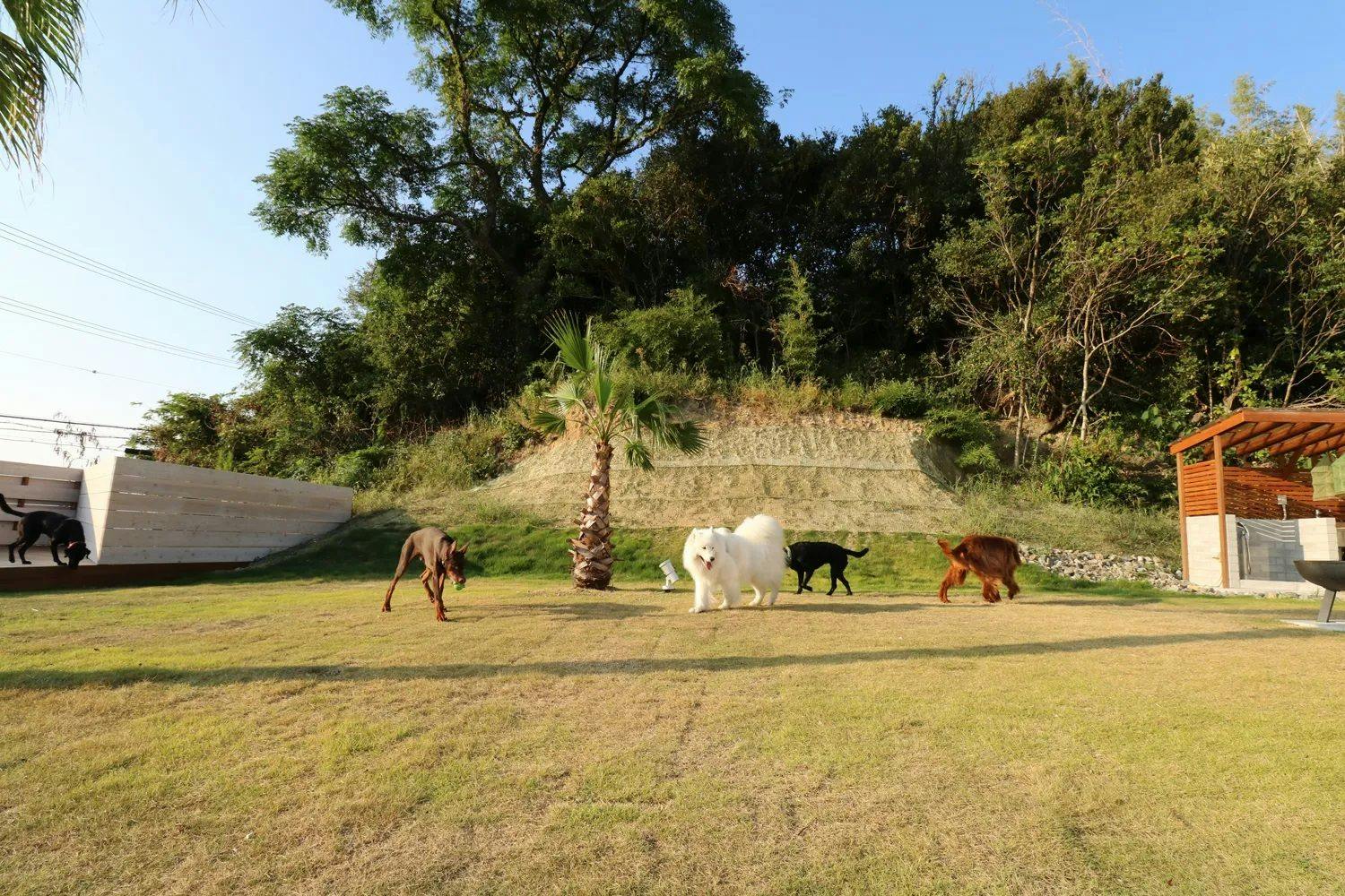 Dog Villa Holoholo