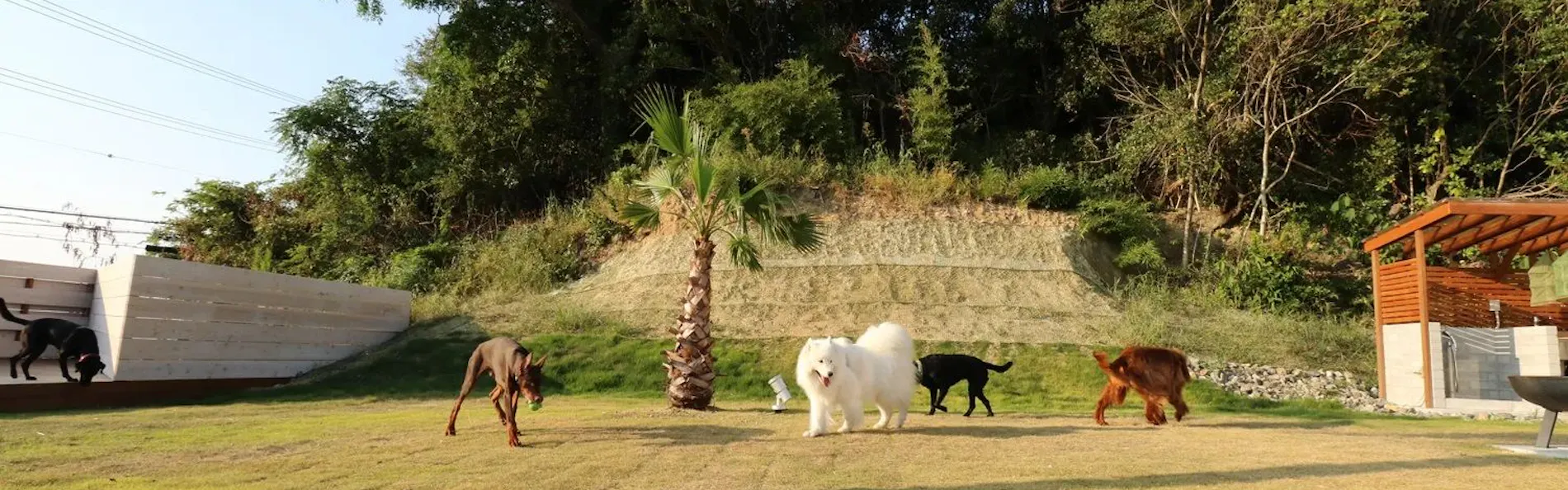 Dog Villa Holoholo