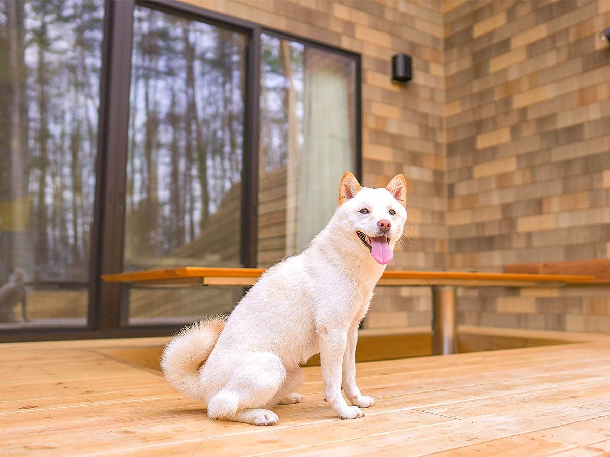 Rakuten STAY VILLA 富士河口湖の森