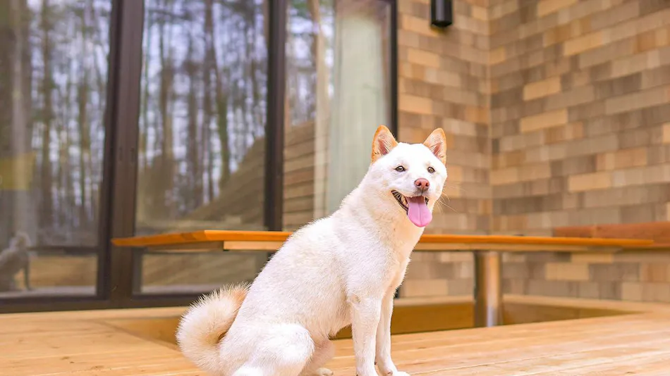 Rakuten STAY VILLA Fuji Kawaguchiko no Mori