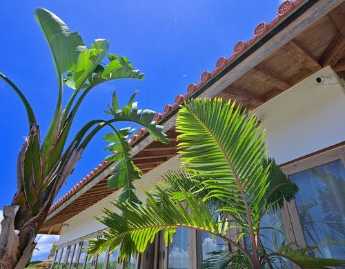 南国の植物が彩るエントランス