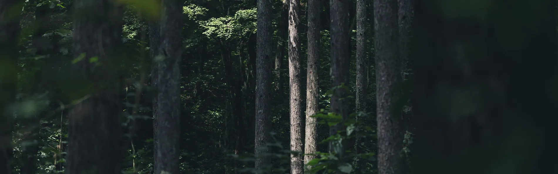 Earthboat Hakuba