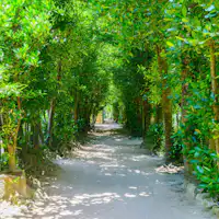 备濑福木林荫道