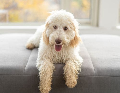 ペットとご一緒にお泊りいただけます