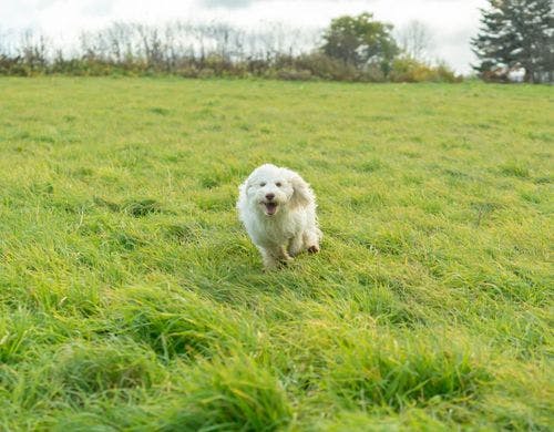 広大な敷地で元気いっぱい遊び回れる