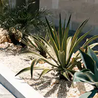 植栽