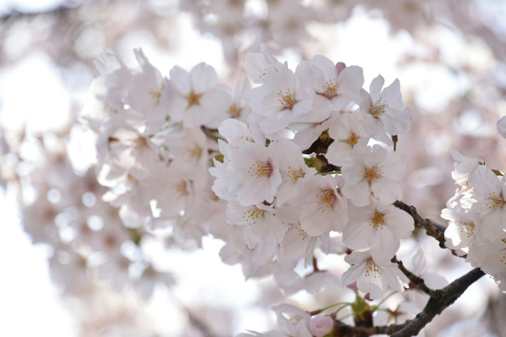 ปีนี้ดอกซากุระก็เบ่งบานอย่างสวยงามอีกครั้ง