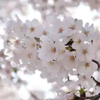 ปีนี้ดอกซากุระก็เบ่งบานอย่างสวยงามอีกครั้ง