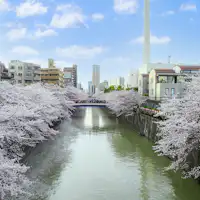 【แม่น้ำเมกุโระ】 (กลางเดือนมีนาคม–ต้นเดือนเมษายน)