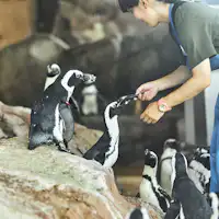 ペンギン